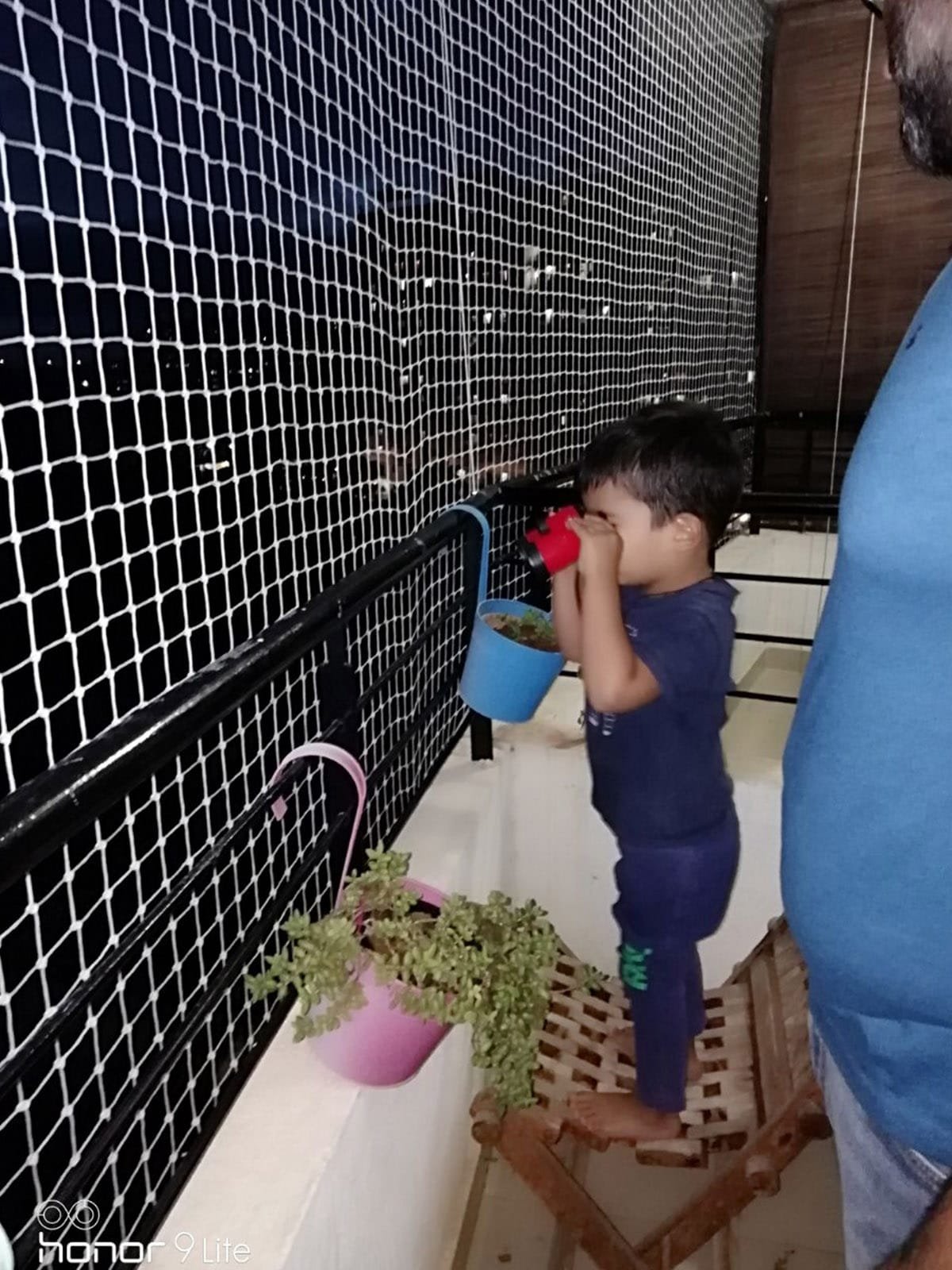 Pigeon netting: what a clean, humane installation involves