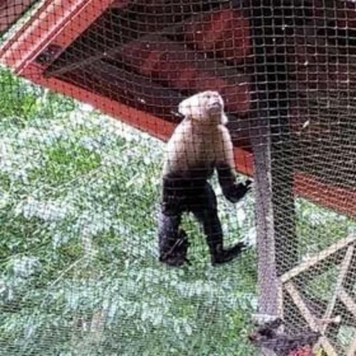 Real project example for Monkey Safety Nets